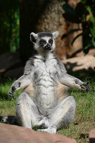 Zoo-HD-Lemure-web.jpg