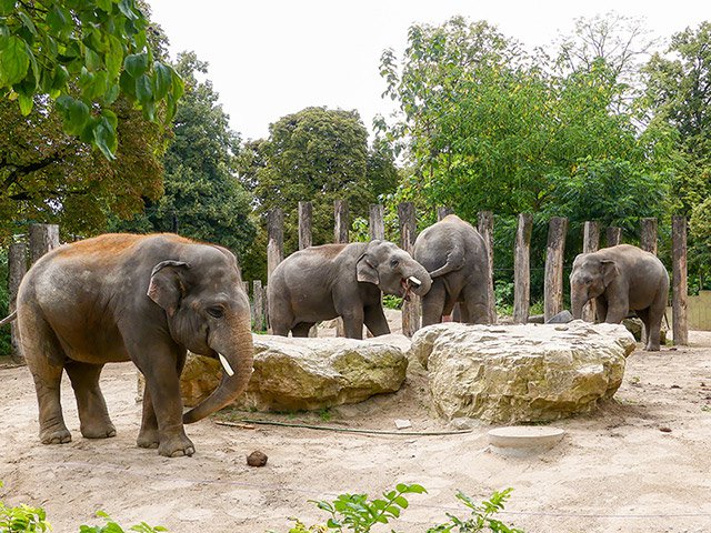 Zoo HD Elefant