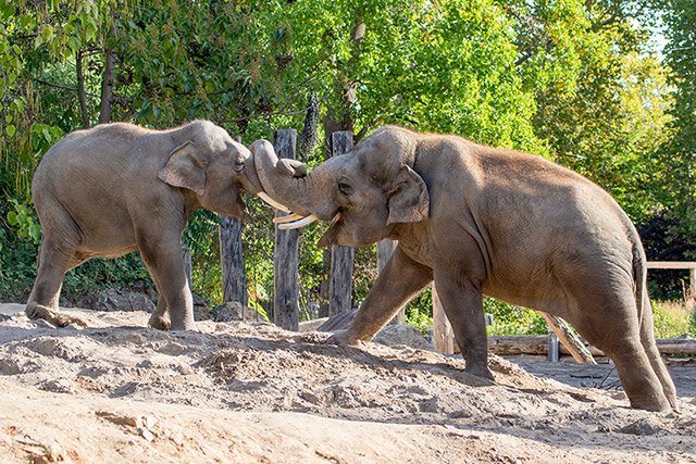 Zoo HD Elefanten