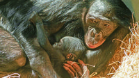 KW_21b_Zuwachs_bei_den_Bonobos_22.05.2020_Bild_1_web.jpg