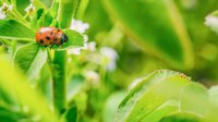 selective-focus-shot-ladybird-beetle-leaf-field-captured-sunny-day.jpg
