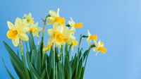 spring-easter-bouquet-yellow-daffodils-blue-background-with-copy-space-2.jpg