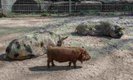 Drei Kune-Kune-Schweine leben seit Mitte April 2015 auf dem Schaubauernhof der Wilhelma. Typisch für die Rasse sind ihre kurzen Schnauzen