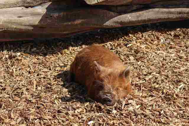Drei Kune-Kune-Schweine leben seit Mitte April 2015 auf dem Schaubauernhof der Wilhelma. Typisch für die Rasse sind ihre kurzen Schnauzen